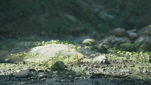 Des plantes vertes éclatantes prospèrent sur un sol rocheux dans un environnement serein de Madagascar