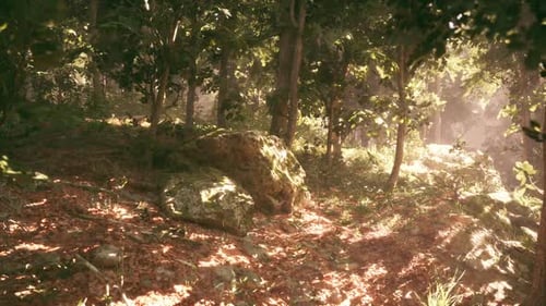 Tranquil Forest Glade with Sunlit Foliage and a Large Moss Covered Rock