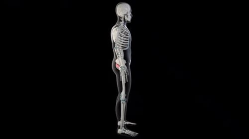Piriformis Muscles On Whole Human Body