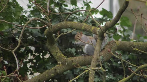 Grey Squirrel Perched Sitting On A Swaying Tree Branch Eating A Nut Daytime UK Hertfordshire Boreham