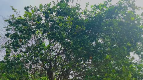 frische grüne Orangen hängen am Baum