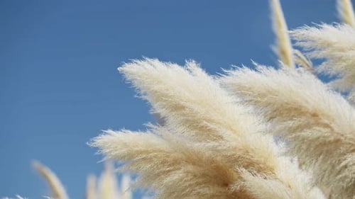 Pampas Grass Plants Swaying in the Wind, Close Up Background of Grasses Gently Blowing in Windy Weat