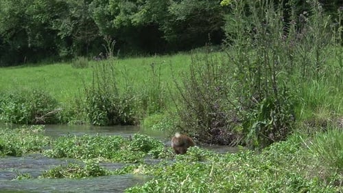 Red Fox, vulpes vulpes, Adult crossing River, Normandy in France, Real Time