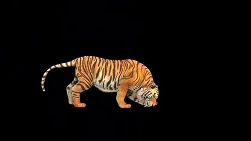 Wilder Tiger-Angriff