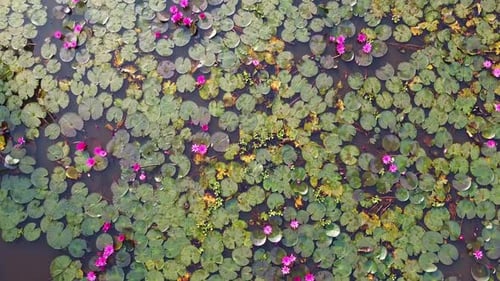 Water lily blooming, River side Water lily in the stream, , ,mangrove forest inland water body, Beau