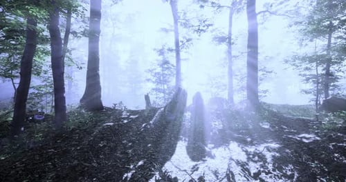 Sunlight Filters Through a Misty Forest Creating a Serene Atmosphere