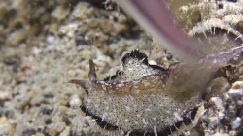 flatworm pseudobiceros moves left to right over coral reef during night. close-up. This unpalatable