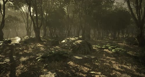 Dappled Sunlight Filters Through Trees in a Quiet Forest Setting