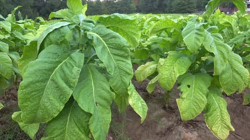 Tobacco growing in a field in southern Orange County, North Carolina