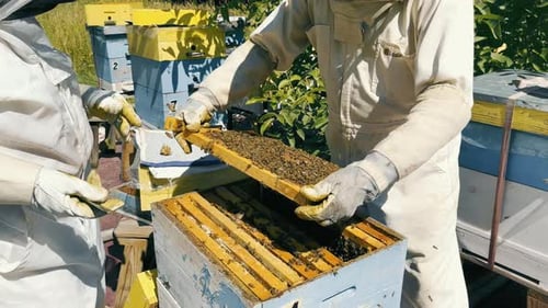 The Beekeeper Checks the Combs with Honey Many Bees on the Comb Apiary and Honey Extraction