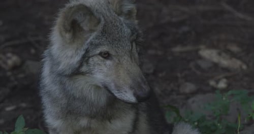 Canadian Wildlife - Close up portrait of a wolf puppy
