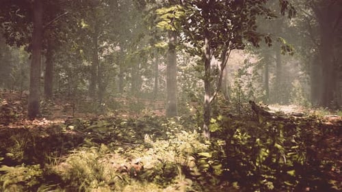 Rays of Sunlight and Green Forest