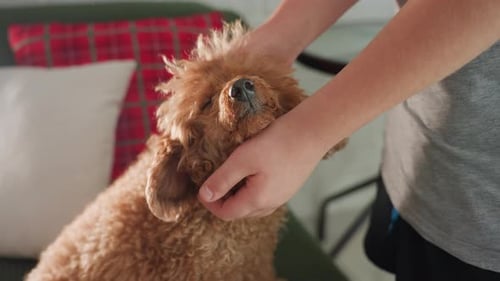 CloseUp of Hand Rubbing Dog's Head and Mouth with Tender Affection