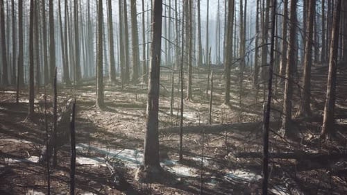 Burned Forest Landscape Revealing the Aftermath of a Wildfire in Daylight