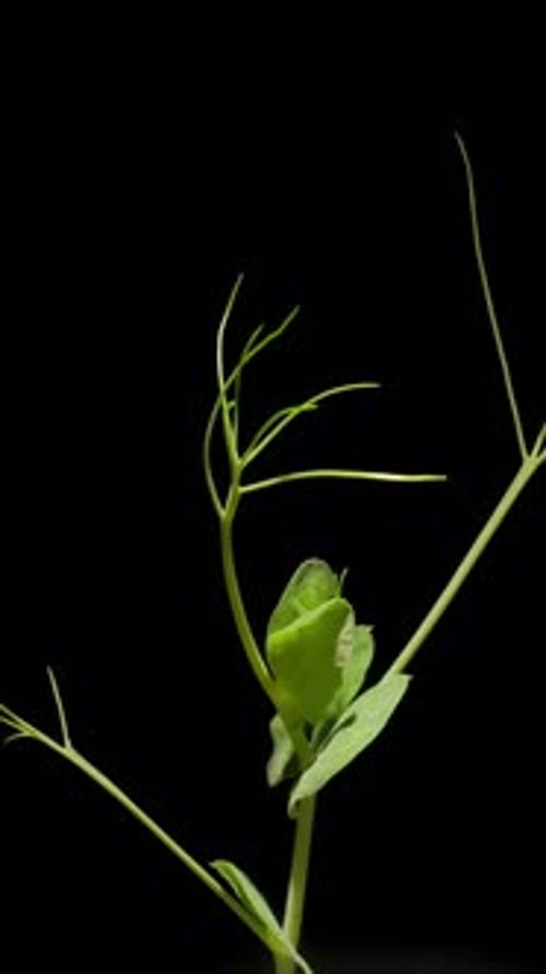 Growing plant rising from soil time lapse 4k footage.