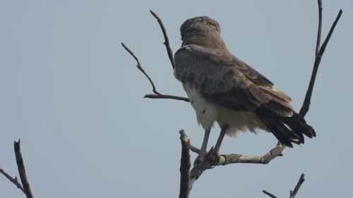 Eagle relaxing on tree - hunt .