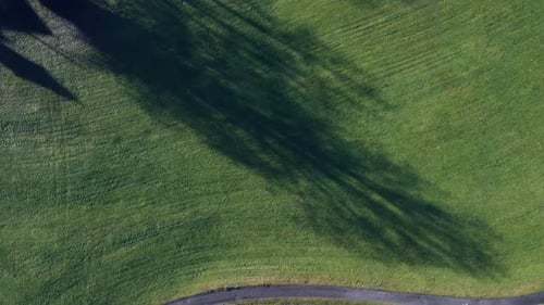 Long shadows from big trees on the green grass and landscape, drone rotating slowly