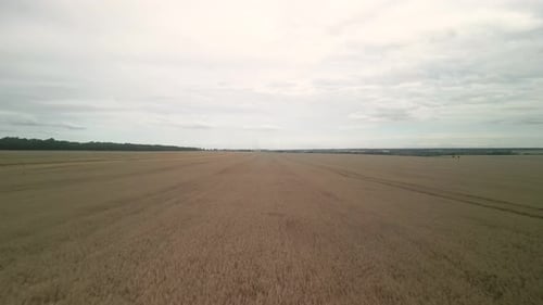 Wheat field aerial view in Ukraine