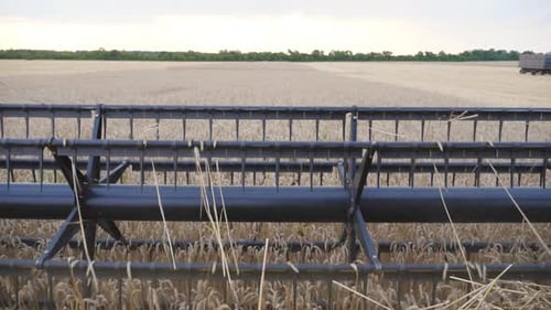 Close Up Blades of Combine Spinning and Cutting Ears of Wheat Grain Harvester Working in Field View