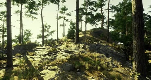 Beautiful Forest Landscape with Sunlight Filtering Through Tall Trees