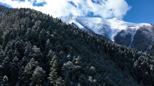 Dense pine forest on mountain slope with snow capped peak