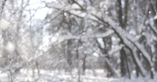 Snow Falling in Snowy Forest in Winter