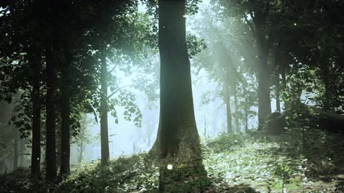 A Forest Filled with Lots of Green Trees