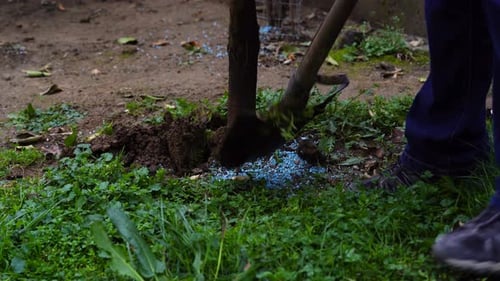 Chemical fertilizers on vineyard and farmer digging soil around trees