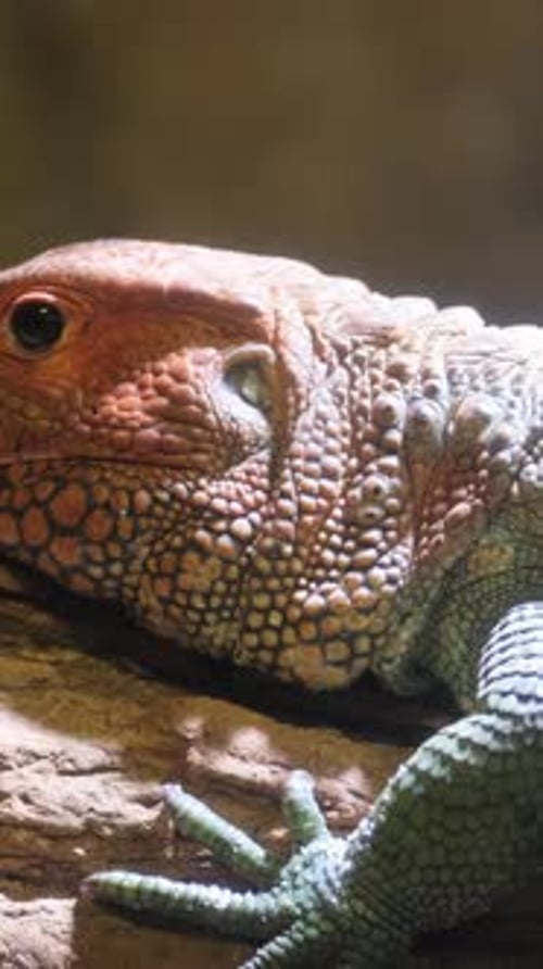 Lézard du nord des Caïmans assis sur une branche d'arbre dans la forêt Ralentir une espèce de grande taille