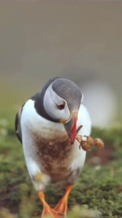 close up of a puffin biting a log