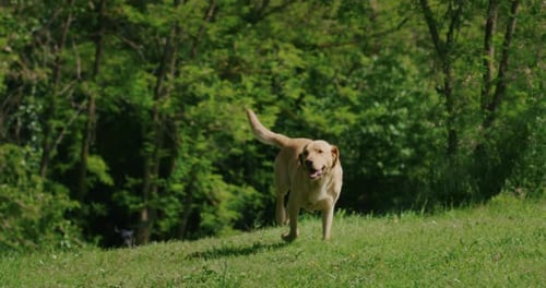 Happy Dog Running on Grass in Rural Setting