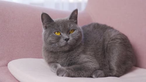 Gray Cat Lounging Comfortably on Pink Chair