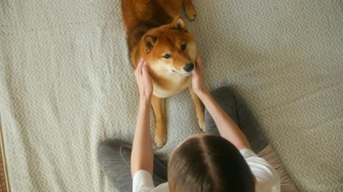 Woman Petting Cute Shiba Inu Dog Inside Home