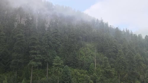 Pull front and up view of forest at morning in a foggy day at mountain