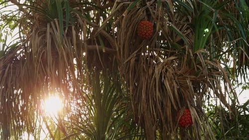 La luz del sol brilla a través de las hojas del árbol de pandanus tropical con racimos densos de frutos anaranjados