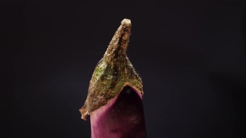 Close Up of a Fresh Eggplant Rotating