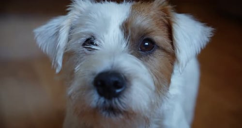 Slow Motion Portrait Lovely Small Pet Jack Russel Terrier Close Up Head Portrait. Ver 4
