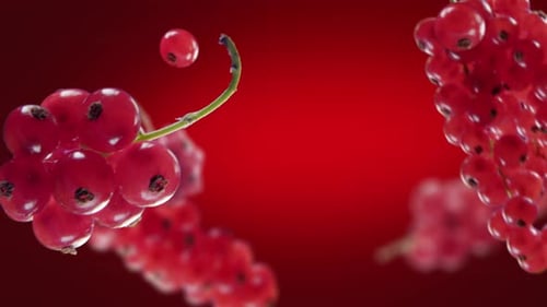 Vibrant Red Currants Floating on Red Background