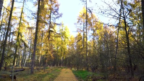 Walking on Trail in Autumnal Forest with Colorful Trees on Sunny Day