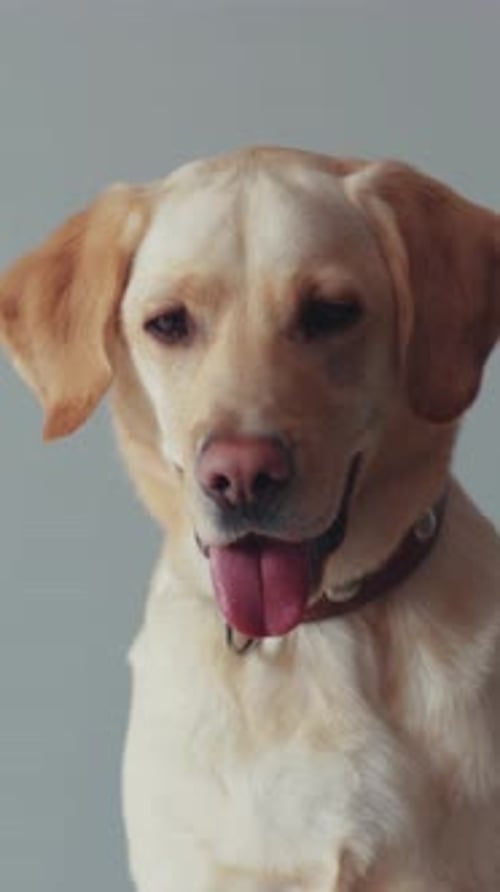 Close-up Portrait of a Golden Labrador Retriever