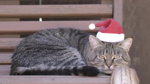 Tabby cat celebrate New Year near Christmas tree. Concept of Merry Christmas
