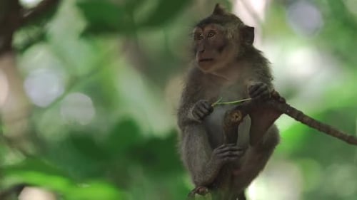 A curious monkey perched on a tree branch in a lush tropical forest, holding a twig while gazing int