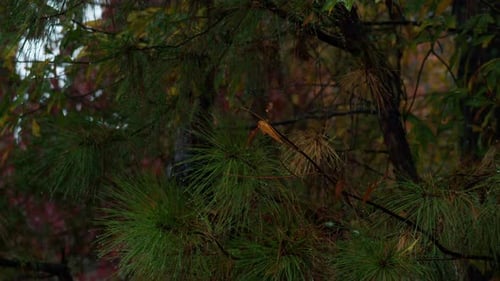 Coniferous branches of forest slash pine tree in heavy summer rainfall.