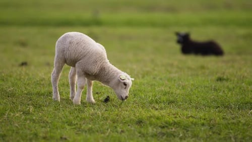 Young lamb grazing green pasture with sheep in background