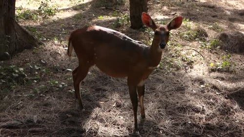 Animales salvajes del sur de África