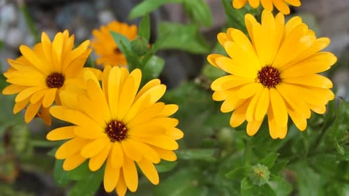 Heilblume, gelbe Ringelblume bewegt sich im Wind