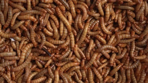 Mealworms 21