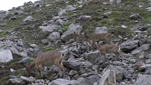 Herd of Wild Goats Climbing Rocky Mountainside