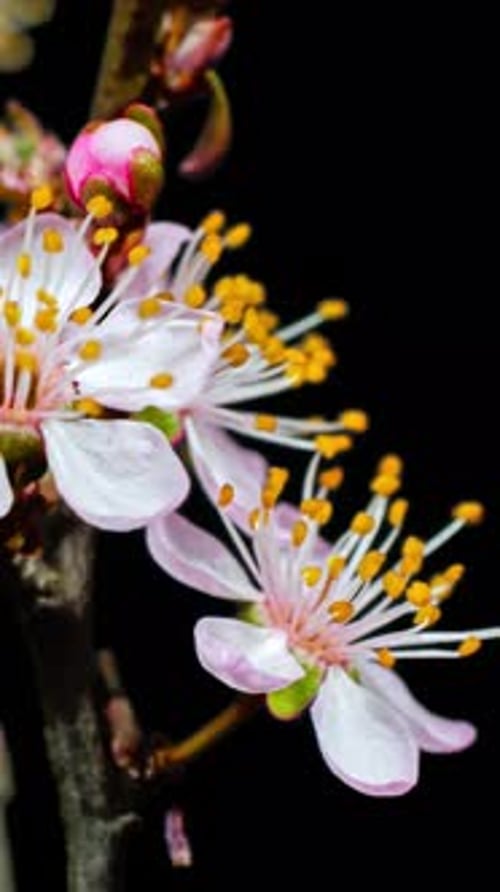 Time Lapse of Cherry Blossoms Blooming Beautifully