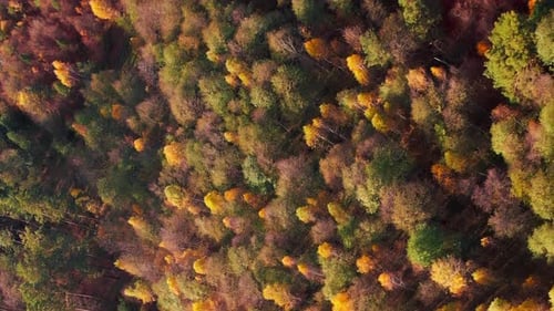 Colorful autumn forest with trees. Fall nature landscape. Vertical video